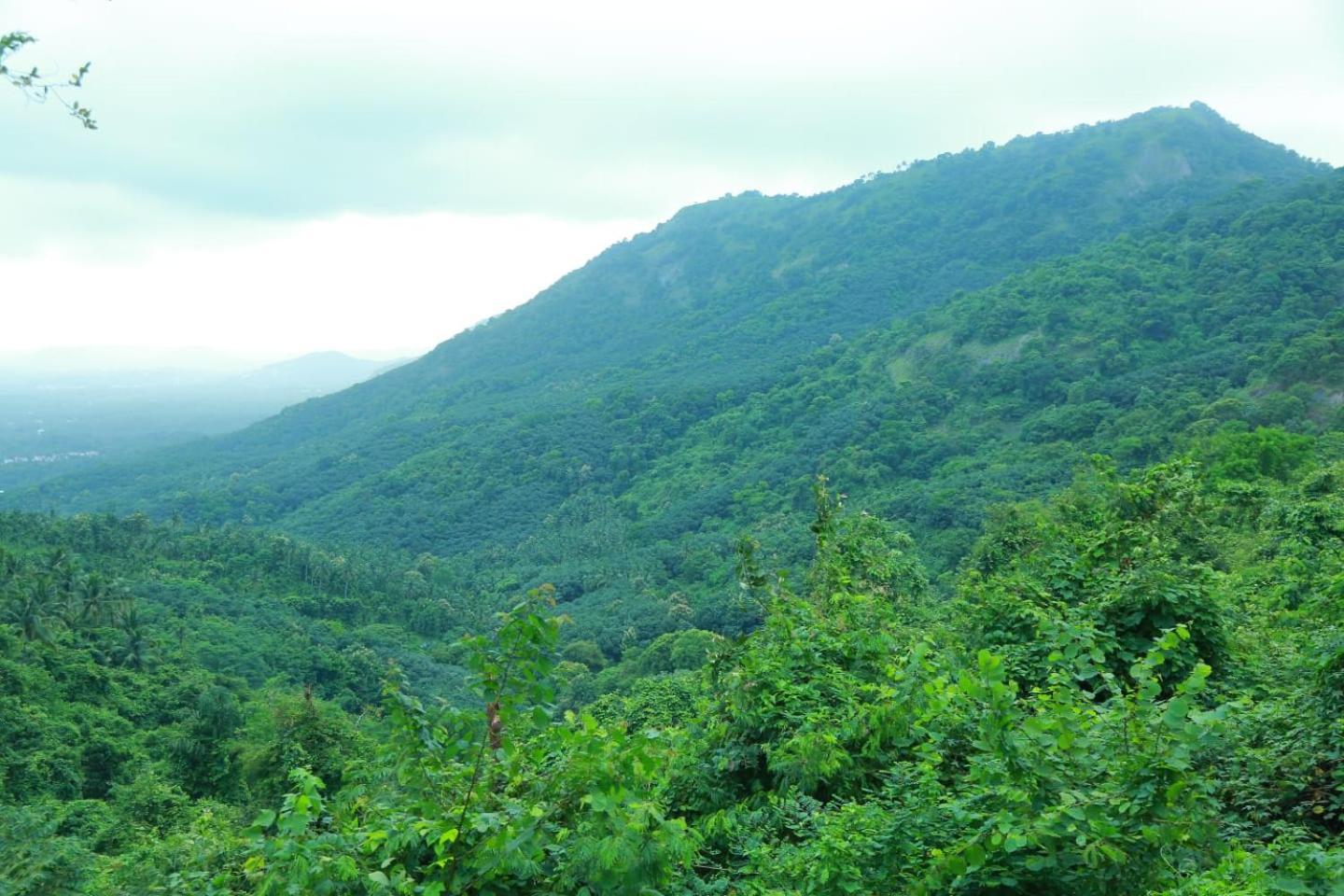 Whiteflower Mountain Resort Perintalmanna Экстерьер фото